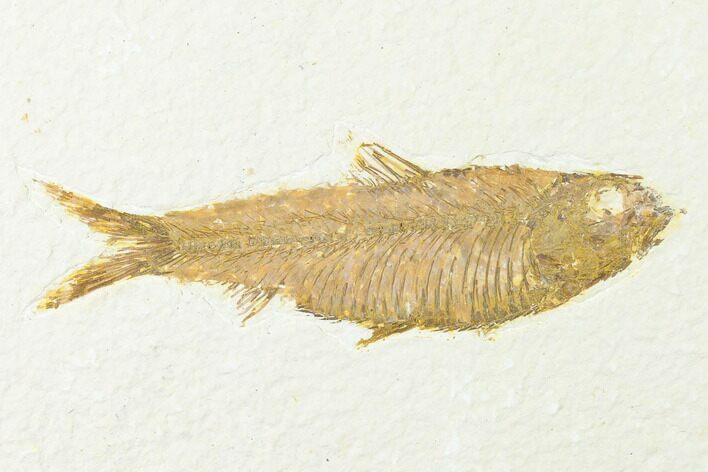 Fossil Fish (Knightia) - Wyoming #143447